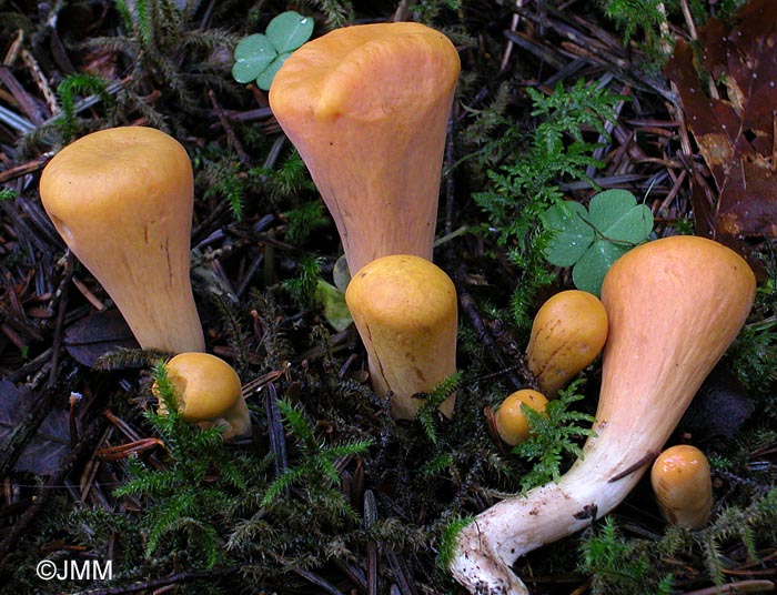 Clavariadelphus truncatus = Clavaria truncata
